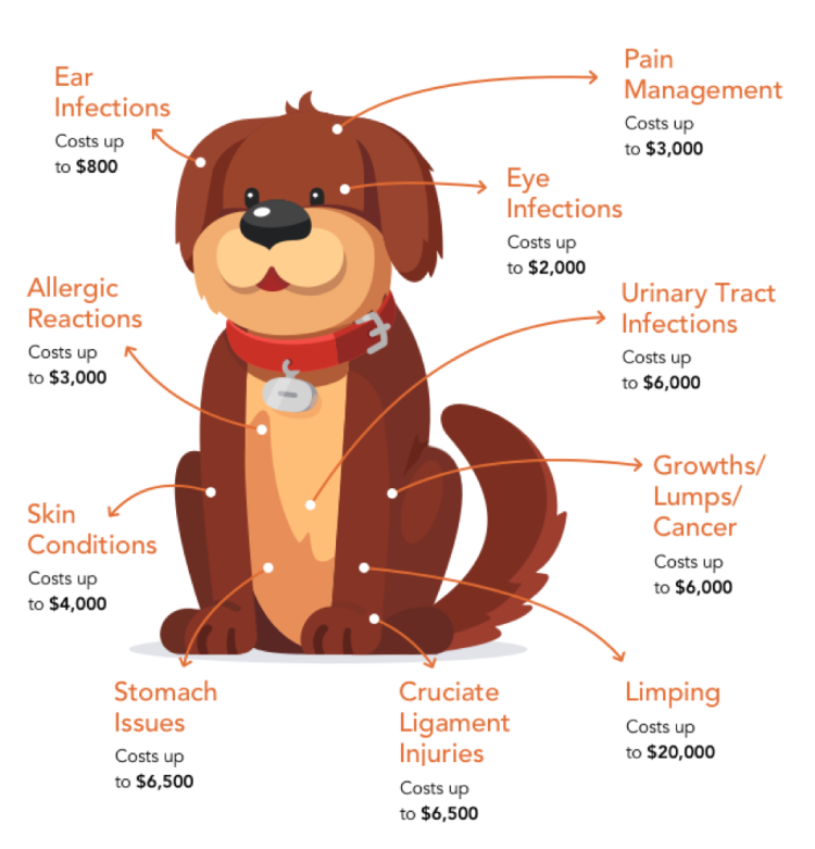 Pet Insurance – Linn Veterinary Hospital .